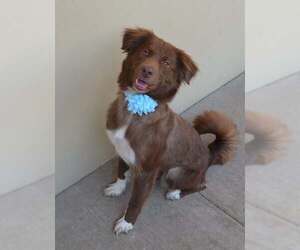 Australian Shepherd-Unknown Mix Dogs for adoption in McKinney, TX, USA