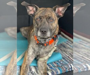 American Pit Bull Terrier-Dutch Shepherd  Mix Dogs for adoption in Orange, CA, USA