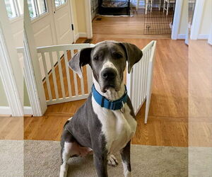Great Dane Dogs for adoption in Huntersville, NC, USA