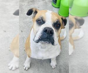 Boxer Dogs for adoption in Downey, CA, USA
