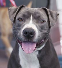American Pit Bull Terrier Dogs for adoption in San Diego, CA, USA