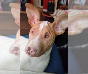 Bull Terrier Dogs for adoption in Coldwater, MI, USA