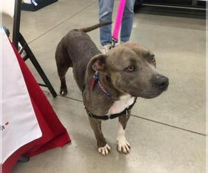 American Staffordshire Terrier Dogs for adoption in Graniteville, SC, USA