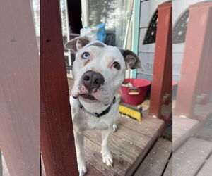 Mutt Dogs for adoption in Fort Collins, CO, USA