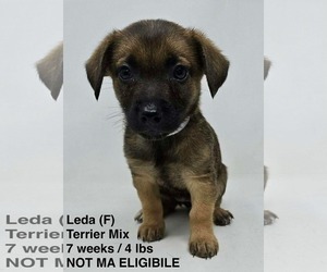 Mutt Dogs for adoption in pomfret, CT, USA