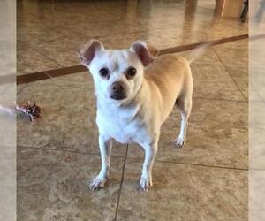 Chihuahua Dogs for adoption in CHANDLER, AZ, USA