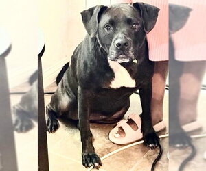 Labrador Retriever Dogs for adoption in Houston, TX, USA