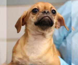 Pug-Unknown Mix Dogs for adoption in San Antonio, TX, USA
