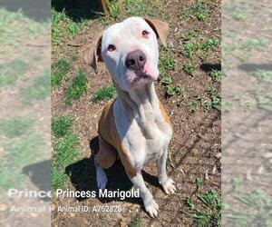 American Staffordshire Terrier-Unknown Mix Dogs for adoption in San Antonio, TX, USA