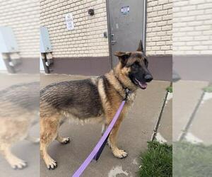 German Shepherd Dog Dogs for adoption in Center Township, PA, USA