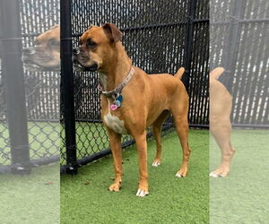 Boxer Dogs for adoption in  Katy, TX, USA