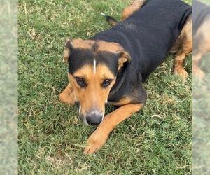 German Shepherd Dog Dogs for adoption in Tulsa, OK, USA