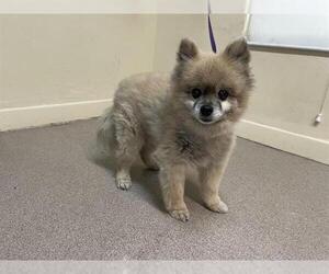 Pomeranian Dogs for adoption in Pasadena, CA, USA