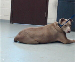 Mutt Dogs for adoption in Fayetteville, NC, USA