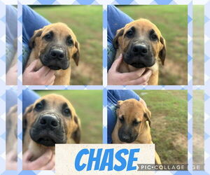 Mastiff-Unknown Mix Dogs for adoption in Croydon, NH, USA