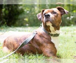 Boxer-Unknown Mix Dogs for adoption in Cary, NC, USA