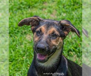 German Shepherd Dog Dogs for adoption in Munford, TN, USA