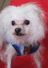 Maltipoo Dogs for adoption in Kennesaw, GA, USA