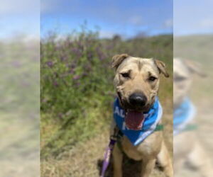 Chinese Shar-Pei Dogs for adoption in Salinas, CA, USA