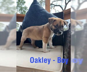 American Staffordshire Terrier-Unknown Mix Dogs for adoption in San Antonio, TX, USA