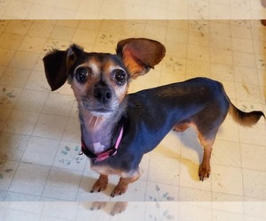 Chiweenie Dogs for adoption in Fairmont, WV, USA