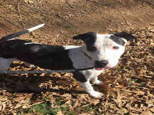 Medium Photo #1 American Pit Bull Terrier-Great Dane Mix Puppy For Sale in Clyde, NC, USA