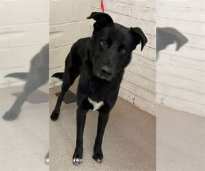 German Shepherd Dog Dogs for adoption in San Bernardino, CA, USA