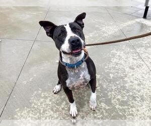 Mutt Dogs for adoption in Orange, CA, USA