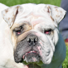 Bulldog Dogs for adoption in Huntley, IL, USA