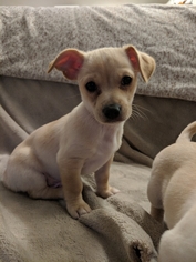 Dorgi Dogs for adoption in Littleton, CO, USA