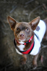Chihuahua Dogs for adoption in Milpitas, CA, USA