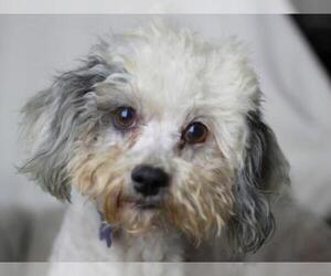 Poochon Dogs for adoption in Cookeville, TN, USA