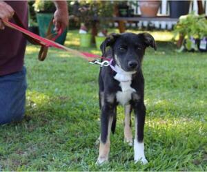 German Shepherd Dog-Greater Swiss Mountain Dog Mix Dogs for adoption in Holly Hill, SC, USA