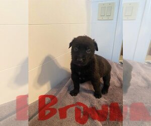 Medium Photo #1 Mutt Puppy For Sale in Imlay City, MI, USA