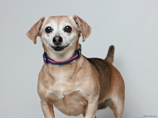 Medium Photo #1 Beagle Puppy For Sale in Eden Prairie, MN, USA