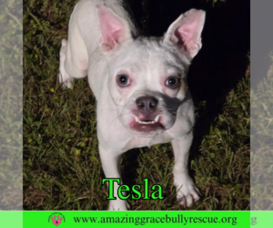 American Bulldog-Unknown Mix Dogs for adoption in Pensacola, FL, USA