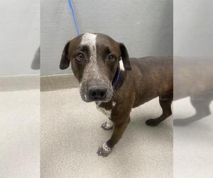American Pit Bull Terrier-Unknown Mix Dogs for adoption in Las Vegas, NV, USA