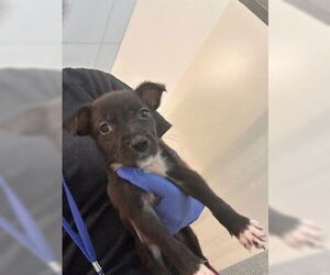 Medium Photo #1 Labrador Retriever-Unknown Mix Puppy For Sale in Houston, TX, USA