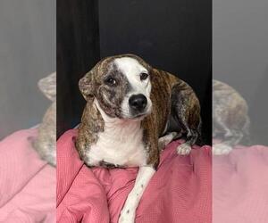 Bulloxer Dogs for adoption in Pandora, TX, USA