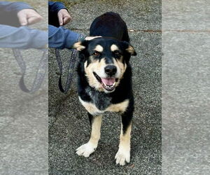 Siberian Husky-Unknown Mix Dogs for adoption in Bellingham, WA, USA