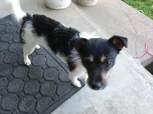 Jack-Rat Terrier Dogs for adoption in Harrison, AR, USA