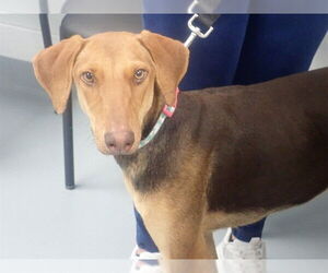Unknown-Vizsla Mix Dogs for adoption in St. Cloud, FL, USA