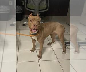 American Pit Bull Terrier Dogs for adoption in Derwood, MD, USA