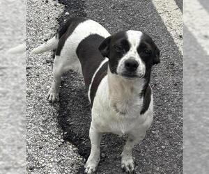 Rat Terrier-Unknown Mix Dogs for adoption in Houston, TX, USA