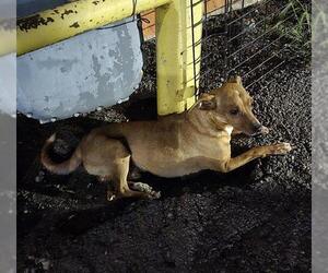 Chihuahua Dogs for adoption in San Antonio, TX, USA