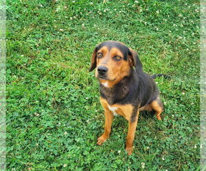 Labrottie Dogs for adoption in Unionville, PA, USA