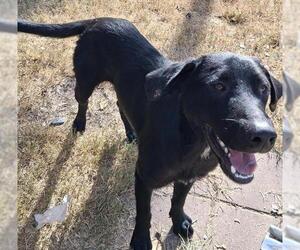 Shepradors Dogs for adoption in San Antonio, TX, USA