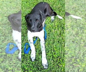 German Shorthaired Pointer Dogs for adoption in Mount Airy, NC, USA