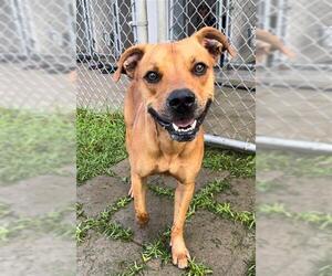 Black Mouth Cur-Unknown Mix Dogs for adoption in Rosenberg, TX, USA