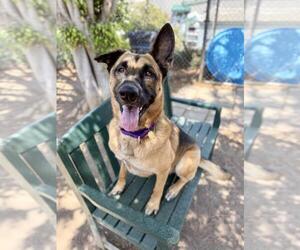 German Shepherd Dog Dogs for adoption in Seal Beach, CA, USA